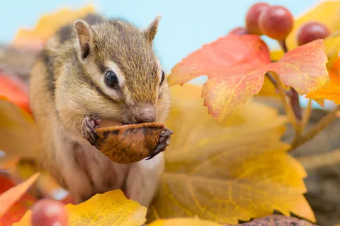 シマリス