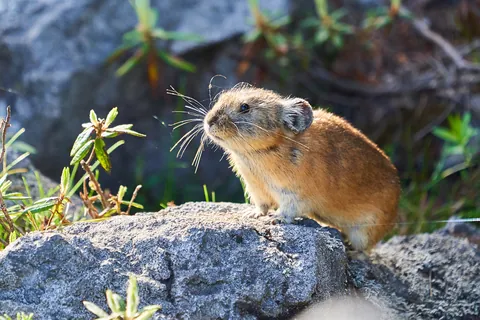 エゾナキウサギ
