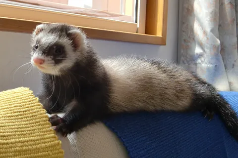 フェレット