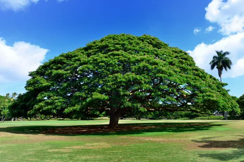 モアナルア・ガーデンのモンキーポッド / オアフ島