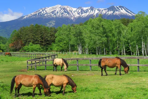 Cheval de Kiso devant le mont Ontake, Japon