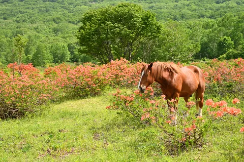 Cheval dans un champ d’azalées