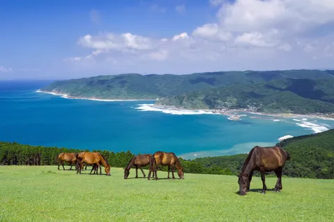 Chevaux sauvages au cap Toi, Japon