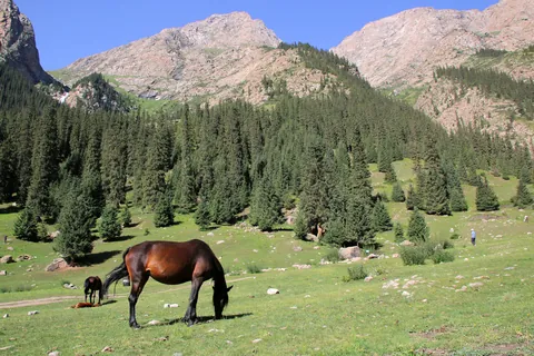 Cheval dans la vallée de Barskoon, Kirghizistan