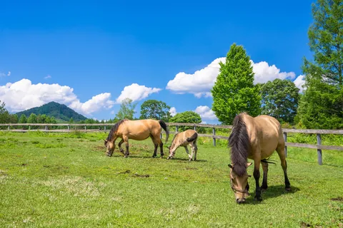 Cheval de Kiso sur le plateau de Kaida, Japon