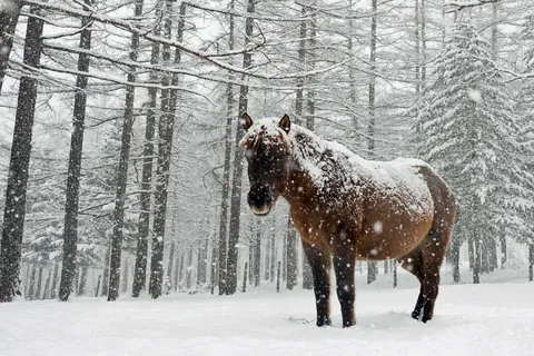 Cheval en hiver à Hokkaido, Japon