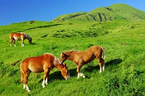 Chevaux à Aso, Japon