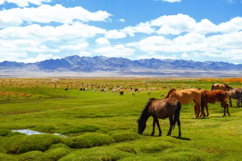 Pâturage dans le Gobi du Sud, Mongolie