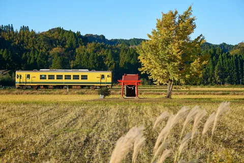 Reisfelder im Herbst, Chiba