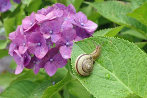カタツムリと紫陽花