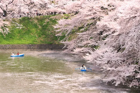 Chidorigafuchi in full bloom