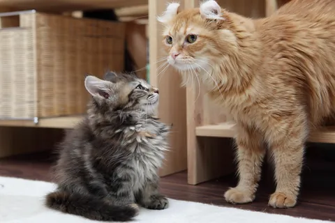 いろんな猫
