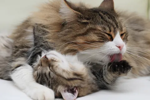 ノルウェージャンフォレストキャット
