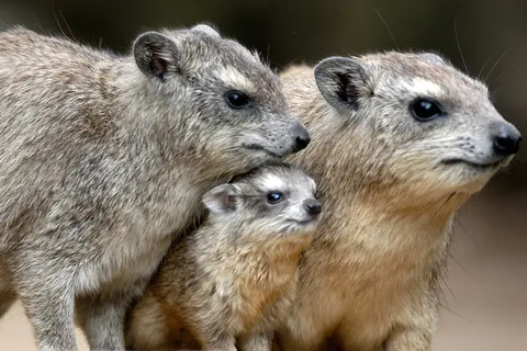 どうぶつの家族