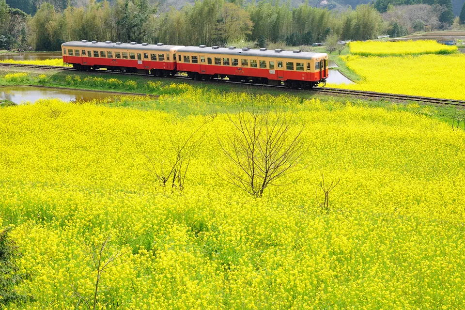 Japans Blumen im Jahreslauf