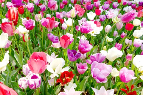 Tulpe Blütezeit: März bis Mai