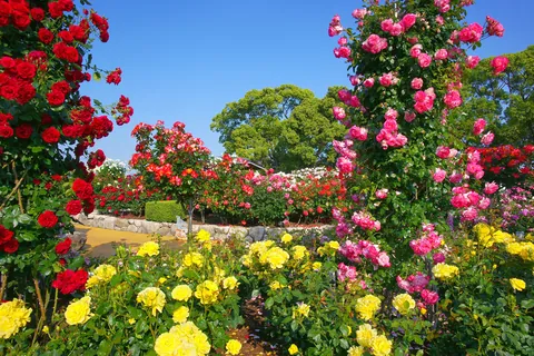Gartenrose Blütezeit: Mai bis Oktober