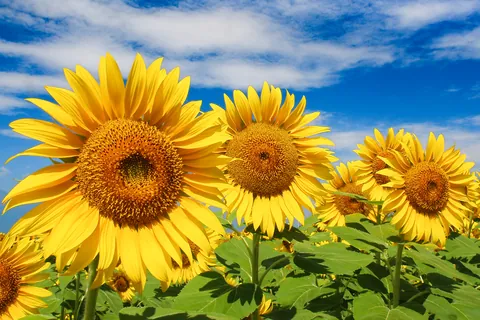Sonnenblume Blütezeit: Juli bis September