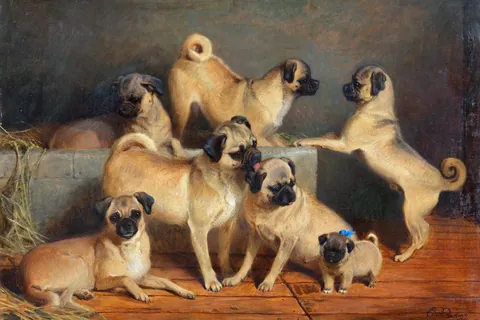 巴哥犬一家 查尔斯·伯顿·巴伯