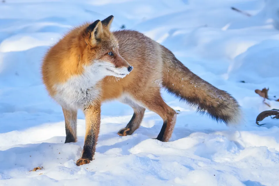 Tiere im Schnee