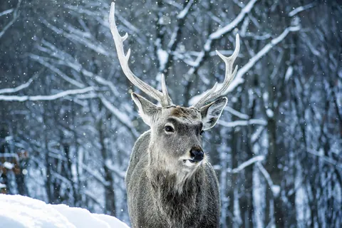 Hokkaido-Sikahirsch