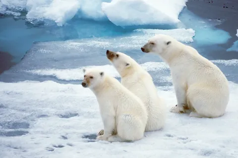 Eisbär