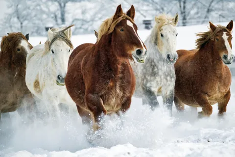 Pferd