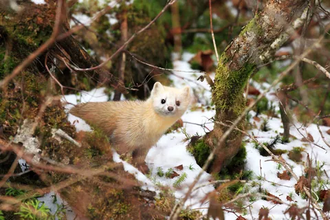 Japanischer Marder