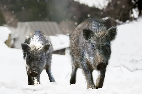 Wildschwein