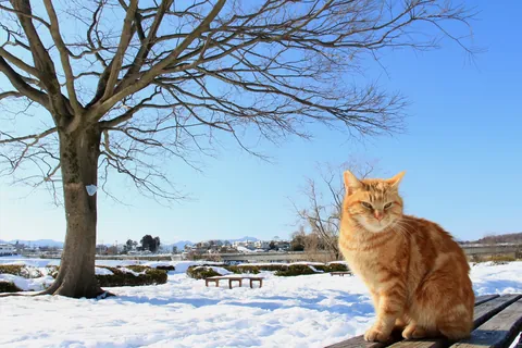 Katze