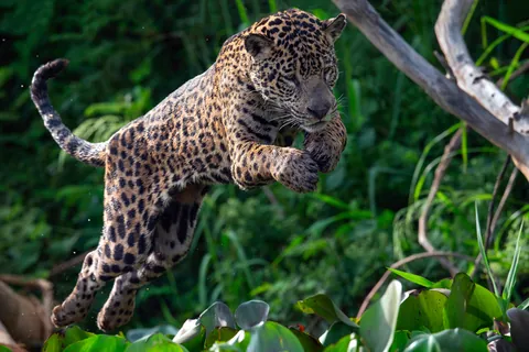 ジャガー