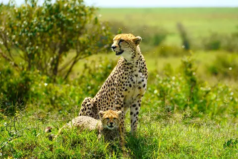 チーター