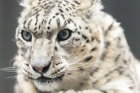 ユキヒョウ
