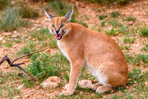 カラカル