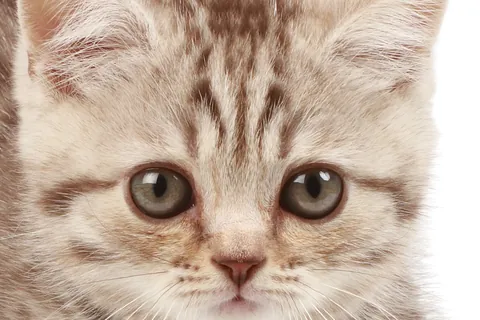 고양이