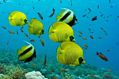 Butterflyfish and Bannerfish