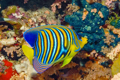 Royal Angelfish