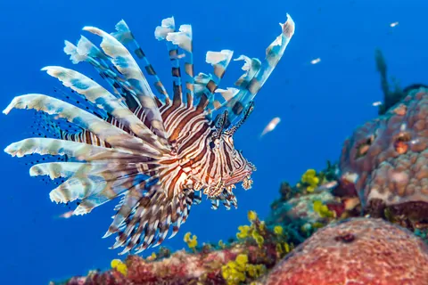 Lionfish