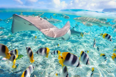 Pacific double-saddle Butterflyfish