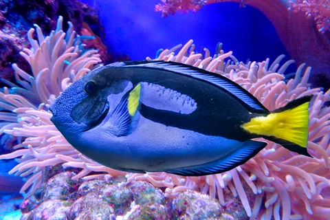 Surgeonfish