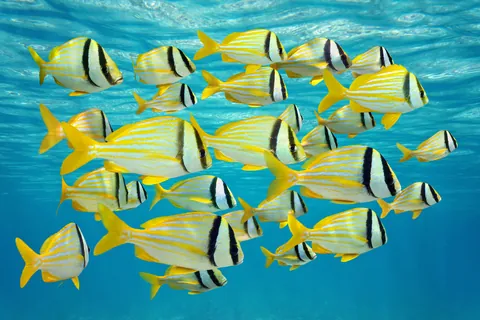 Porkfish