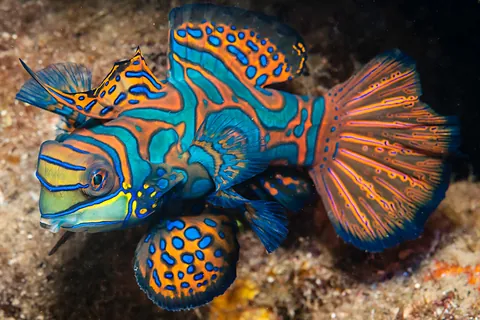 Mandarinfish