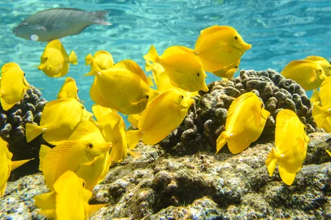 Yellow Tang