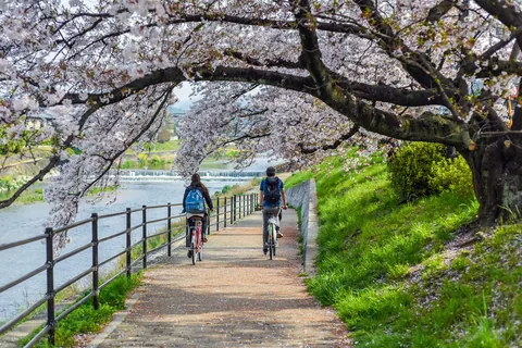 京都鴨川の桜並木
