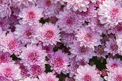 ピンクの菊の花