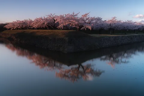 春 ～五稜郭公園の桜