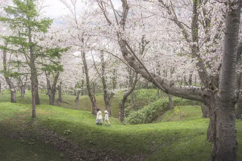 春 ～石狩市の桜並木