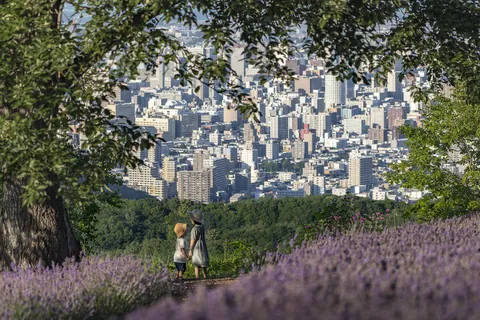 夏 ～幌見峠のラベンダー畑