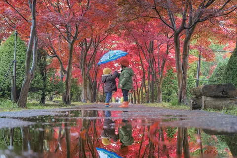 秋 ～札幌市の紅葉