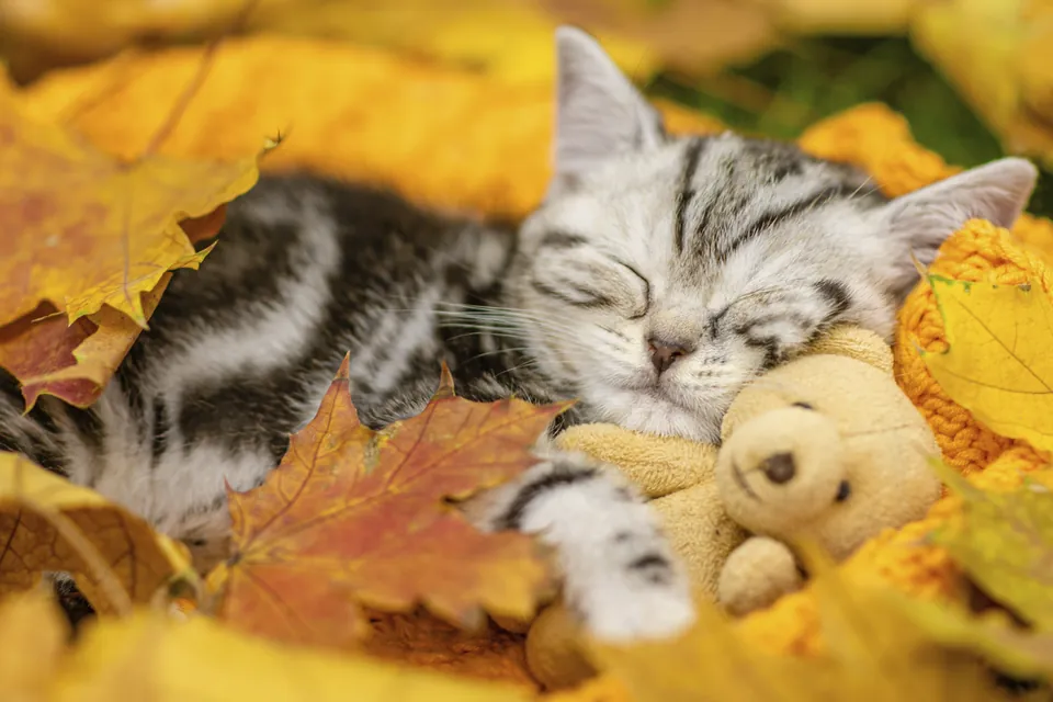 Gatitos adorables